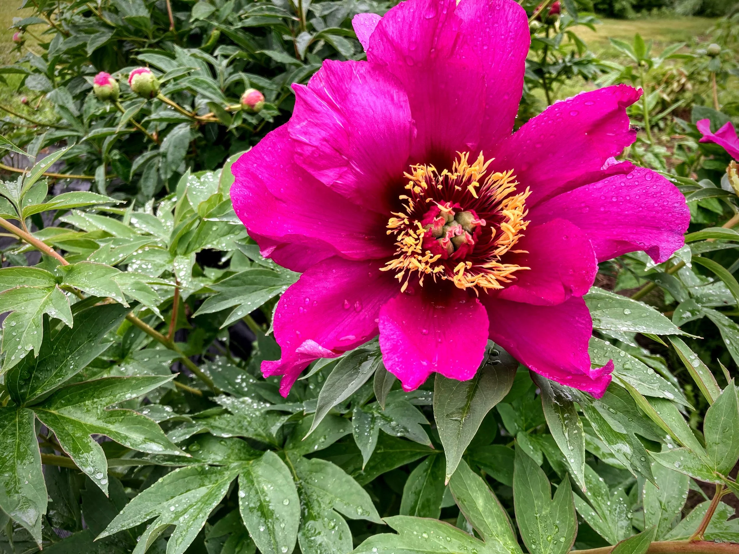 PIVOINES CAPANO FERME FLORALE-CATALOGUE ITOHS — Pivoines Capano